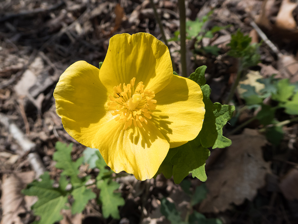 Celandine Poppy flower