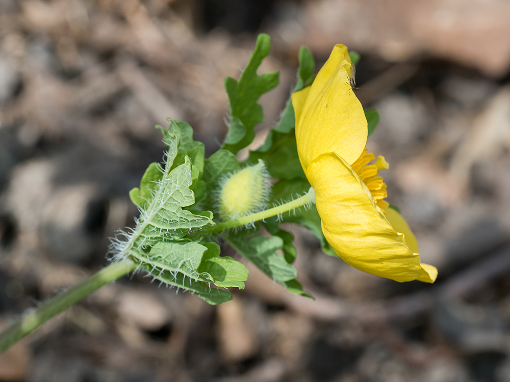 Celandine Poppy flower