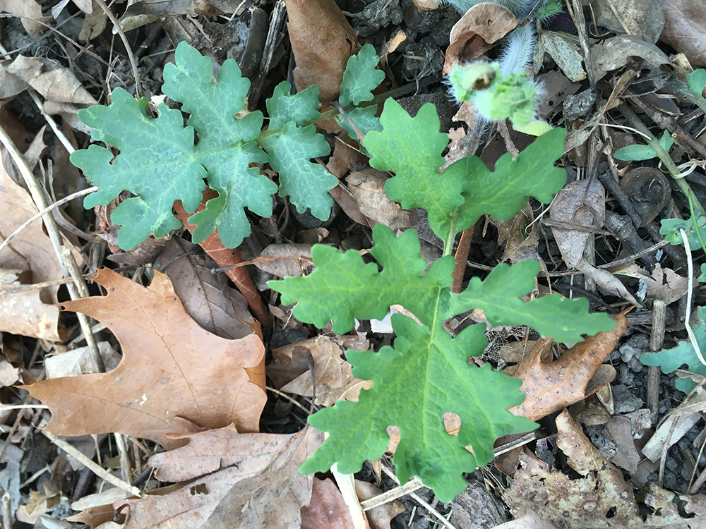 Celandine Poppy flower