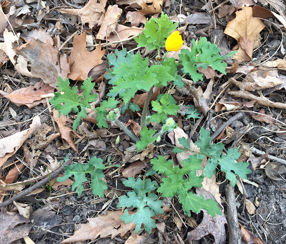 Celandine Poppy flower