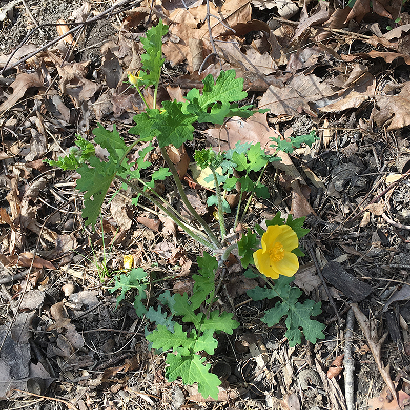 Celandine Poppy flower