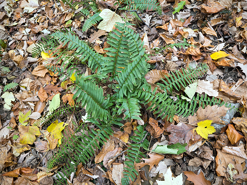 Christmas Fern