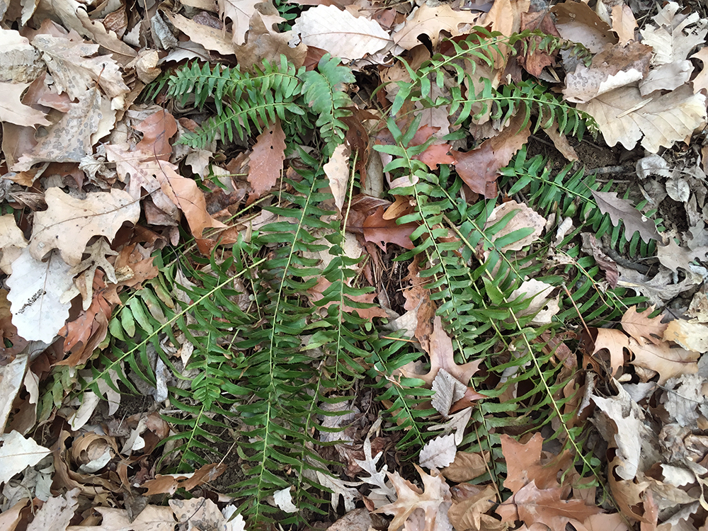 Christmas Fern