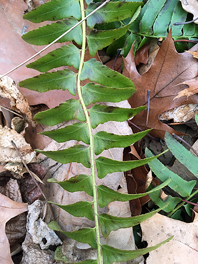 Christmas Fern