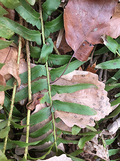 Christmas Fern