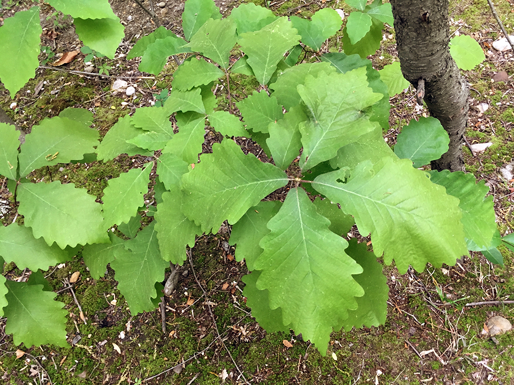 Chestnut Oak