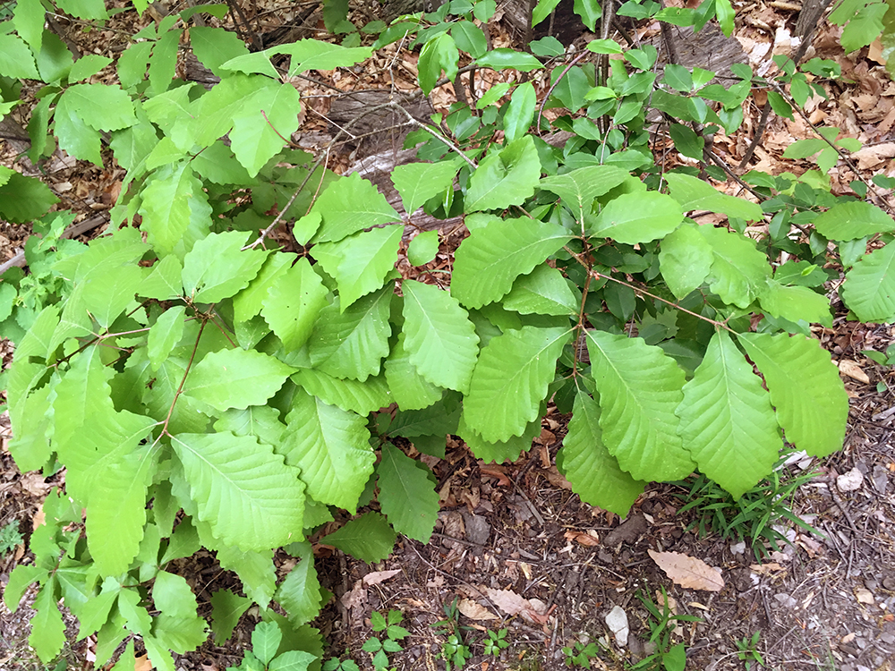 Chestnut Oak