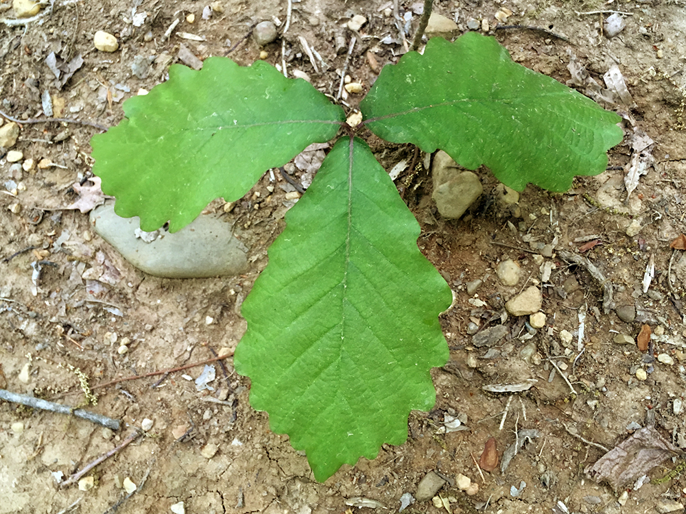 Chestnut Oak