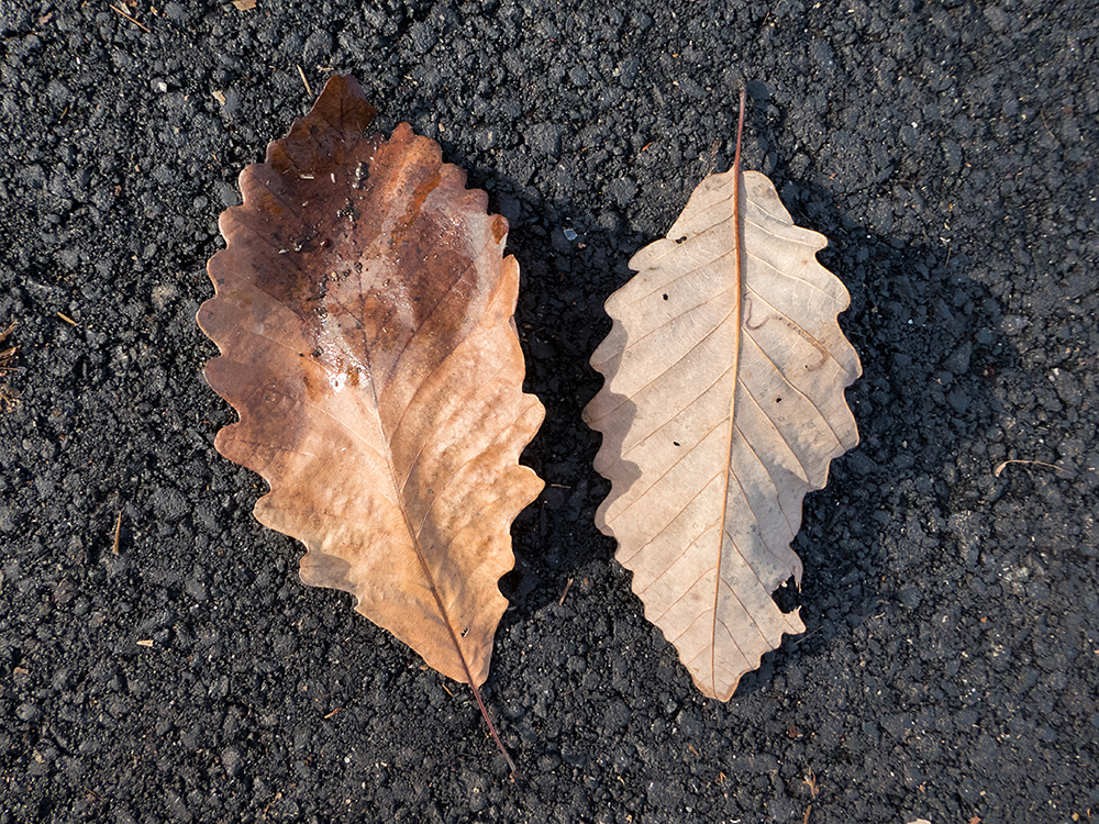 Chestnut Oak