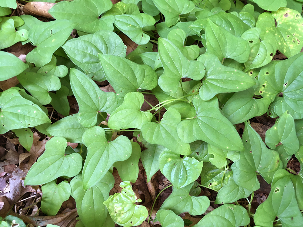 Chinese Yam