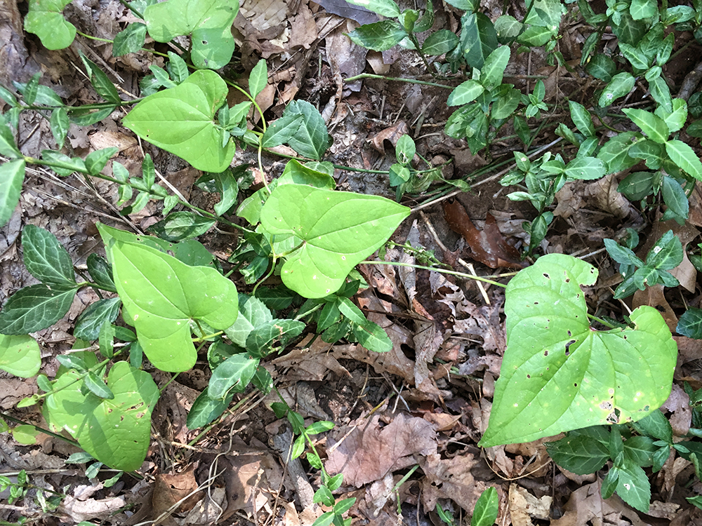 Chinese Yam