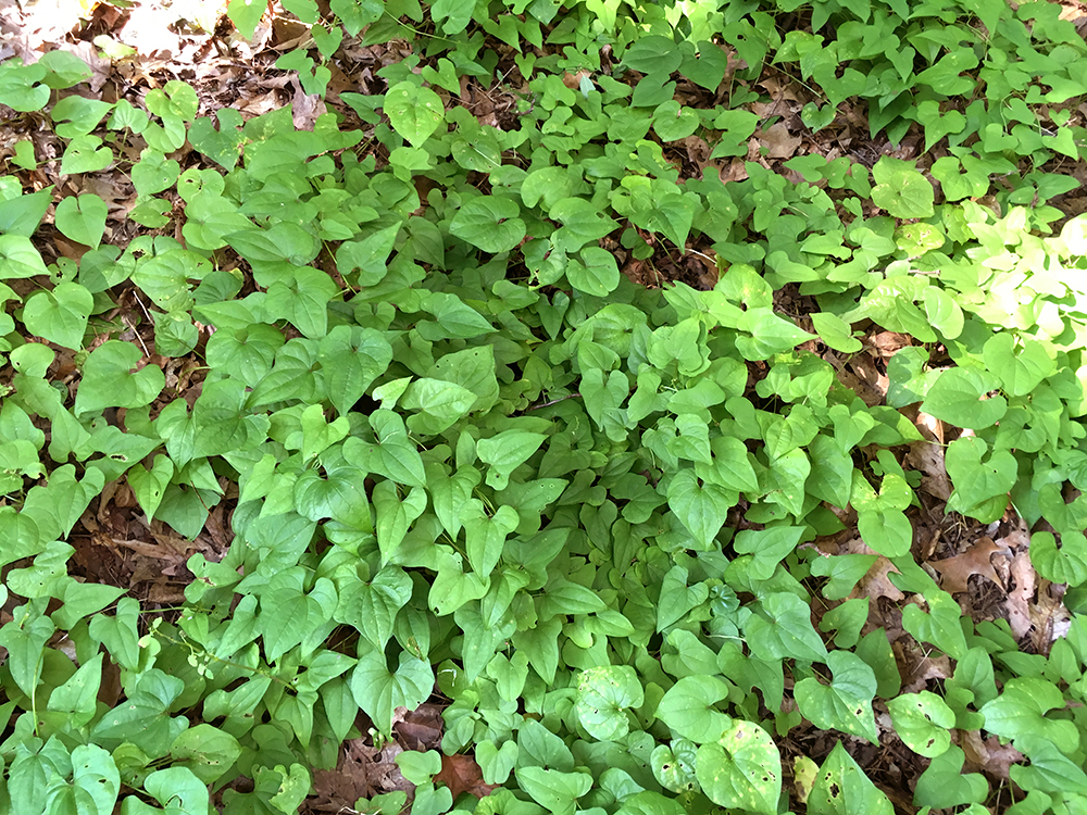 Chinese Yam