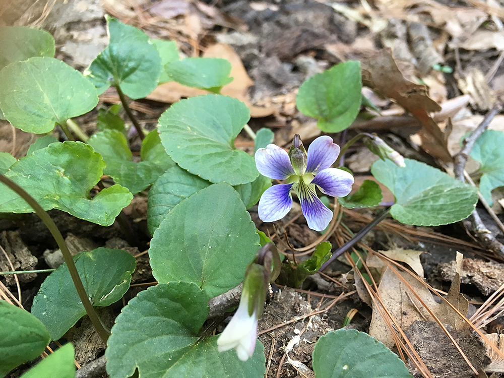 Confederate Violet