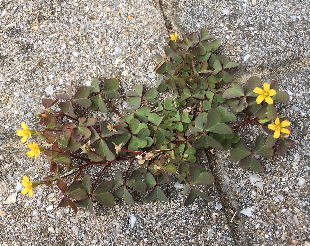 Creeping Woodsorrel in bloom