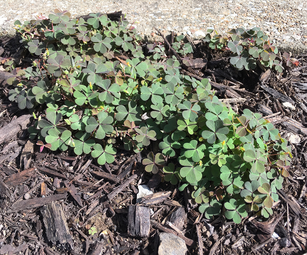 Creeping Woodsorrel