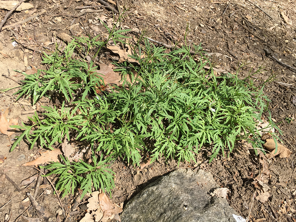 Cutleaf Toothwort