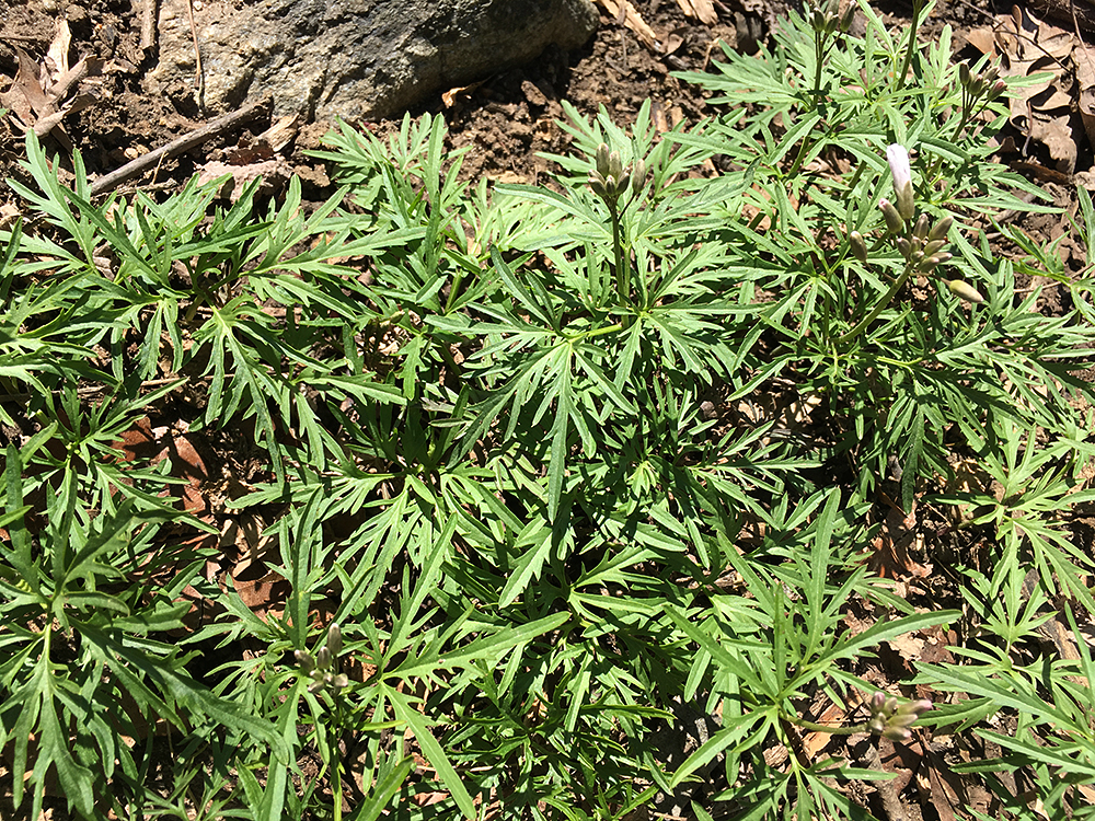 Cutleaf Toothwort