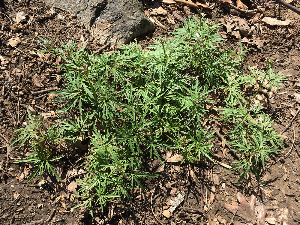 Cutleaf Toothwort