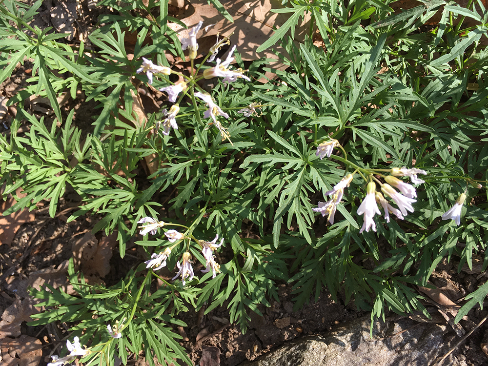 Cutleaf Toothwort in flower