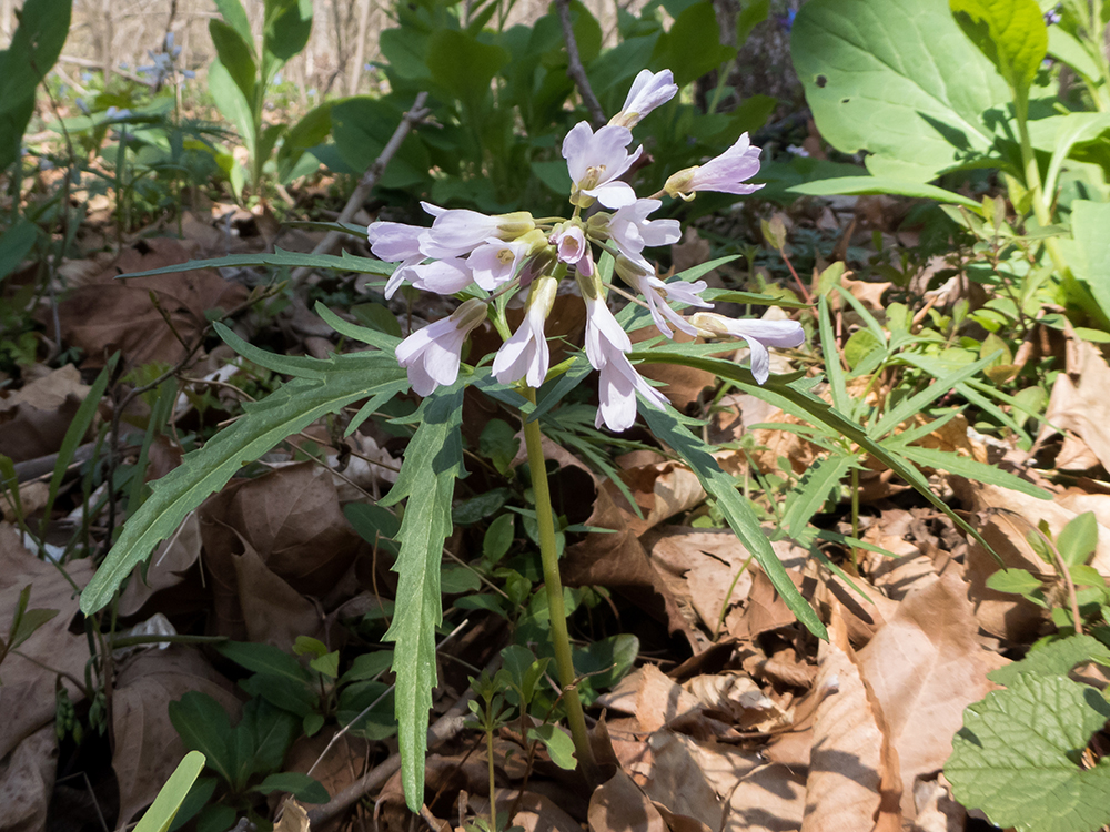 Cutleaf Toothwort flowers