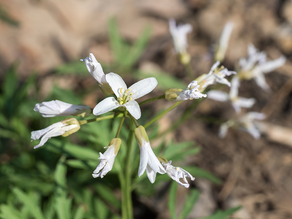 Cutleaf Toothwort flowers