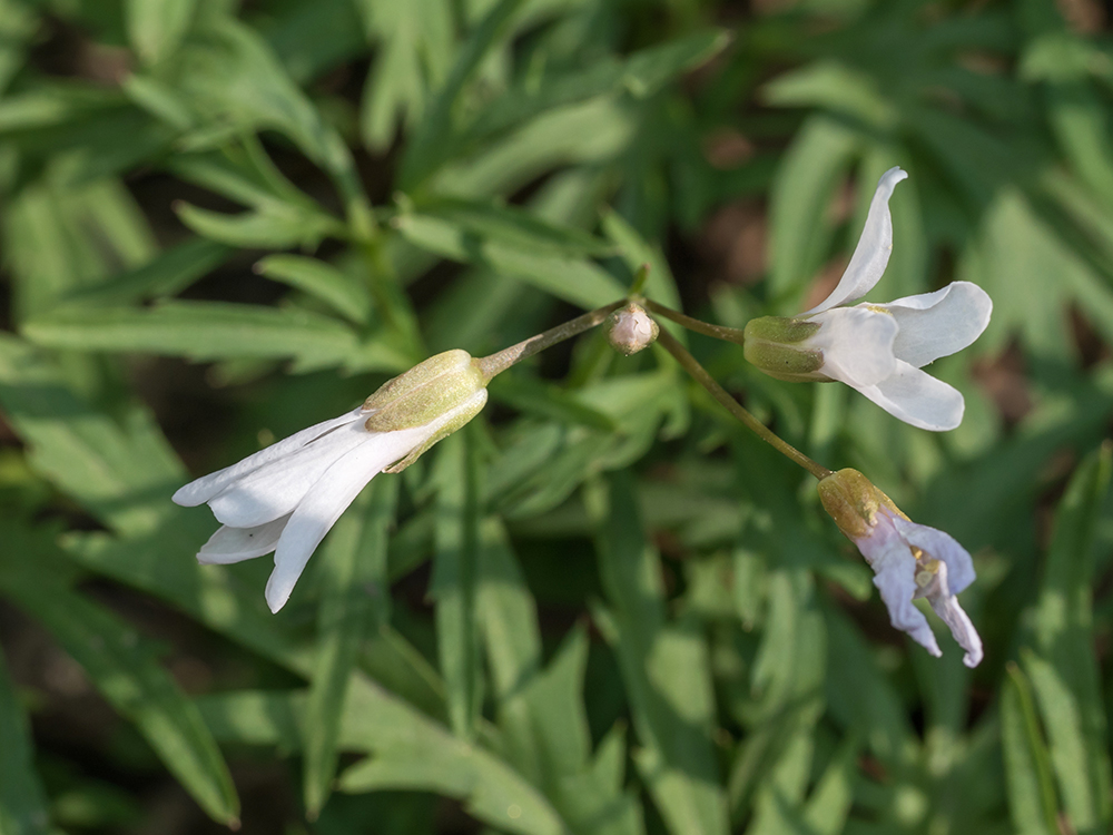 Cutleaf Toothwort flowers