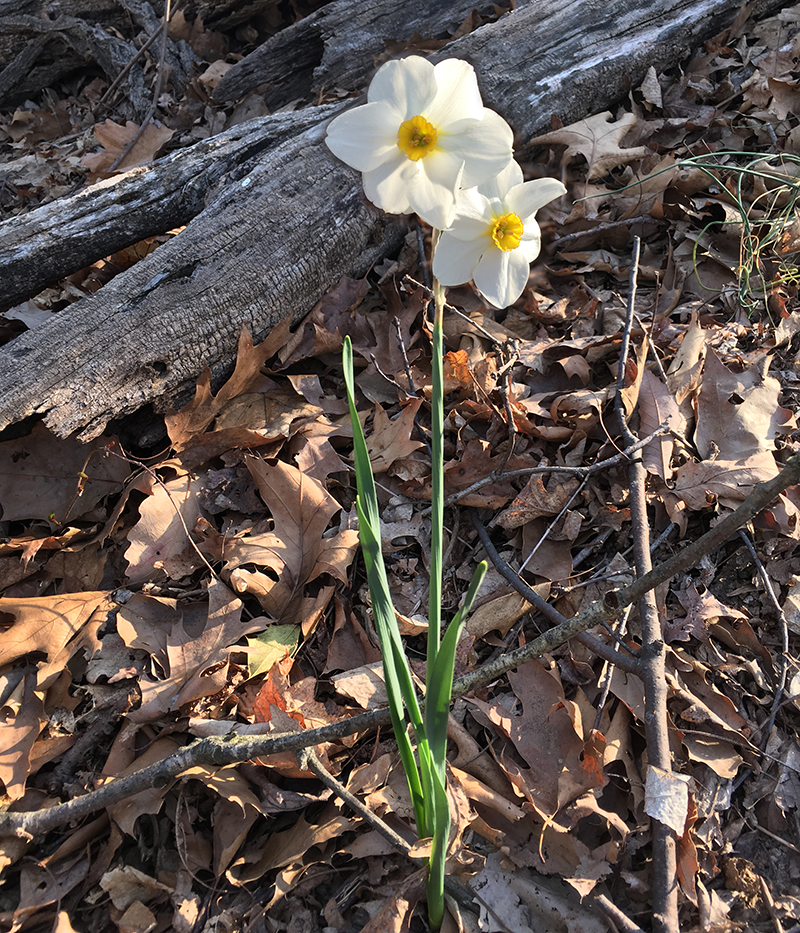 Poet's Daffodils