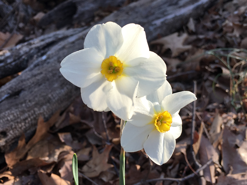 Poet's Daffodils