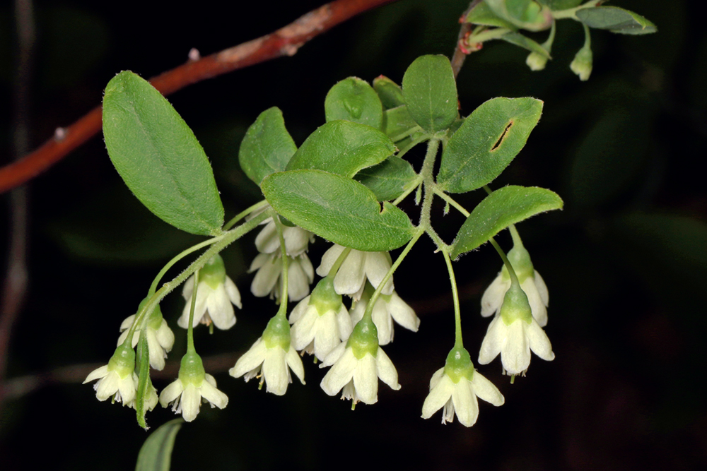 Deerberry flowers