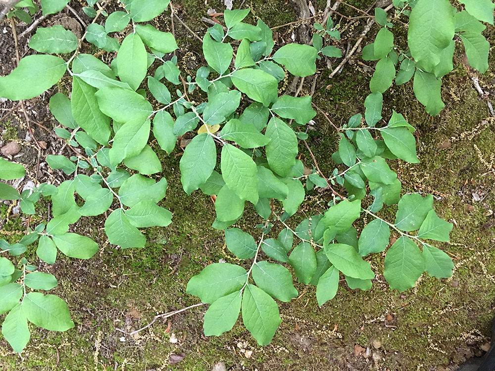 Deerberry leaves