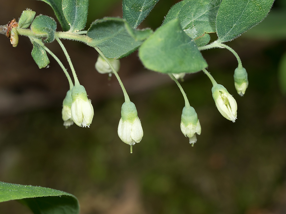 Deerberry flowers