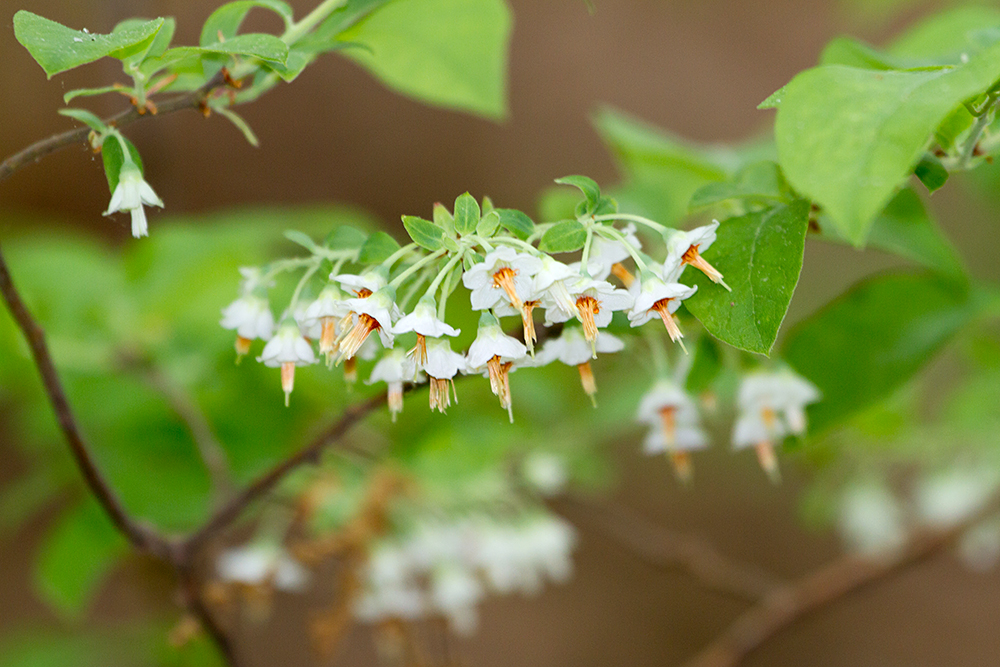 Deerberry flowers