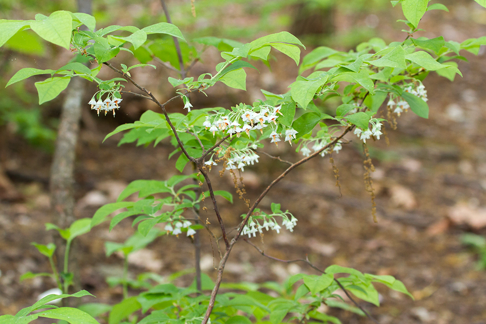 Deerberry leaves