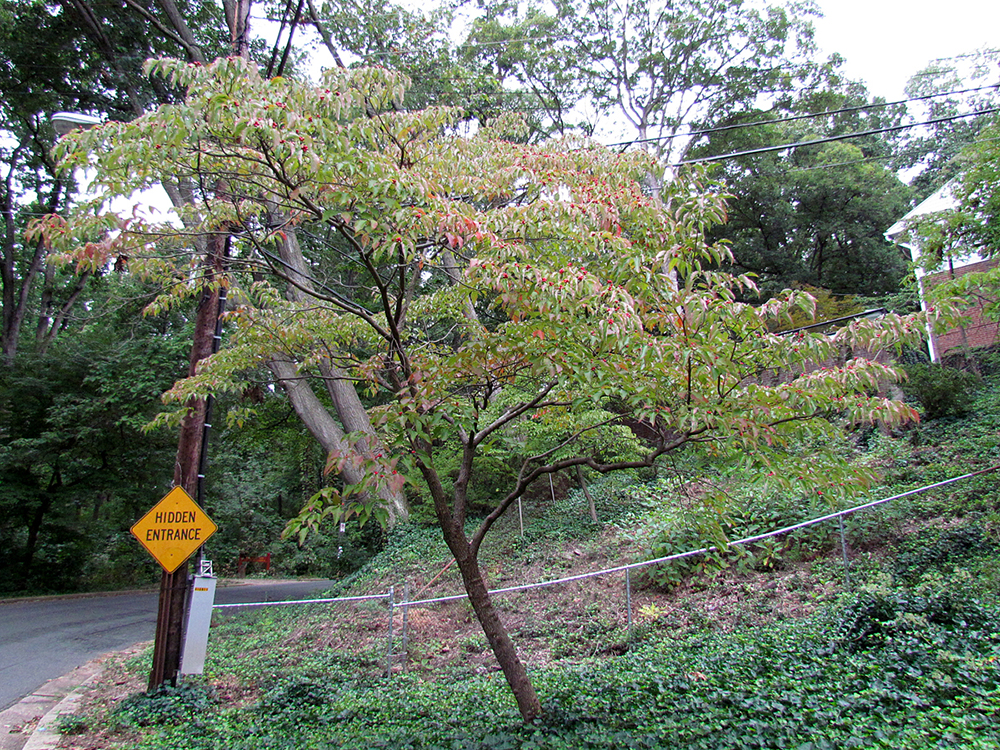 Flowering Dogwood