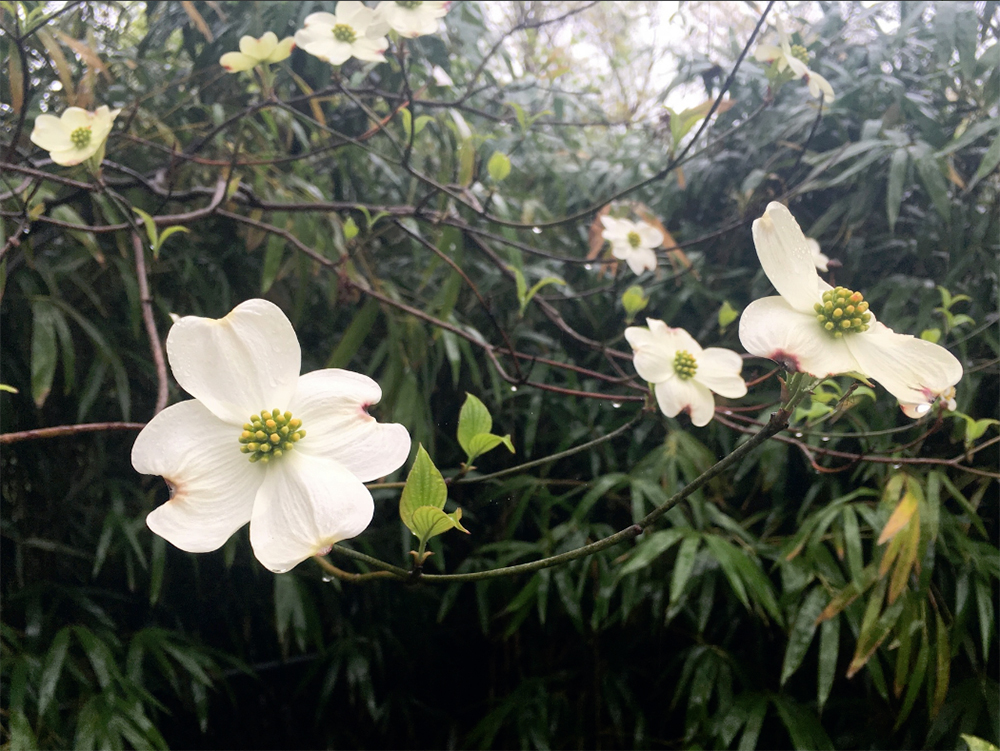 Flowering Dogwood