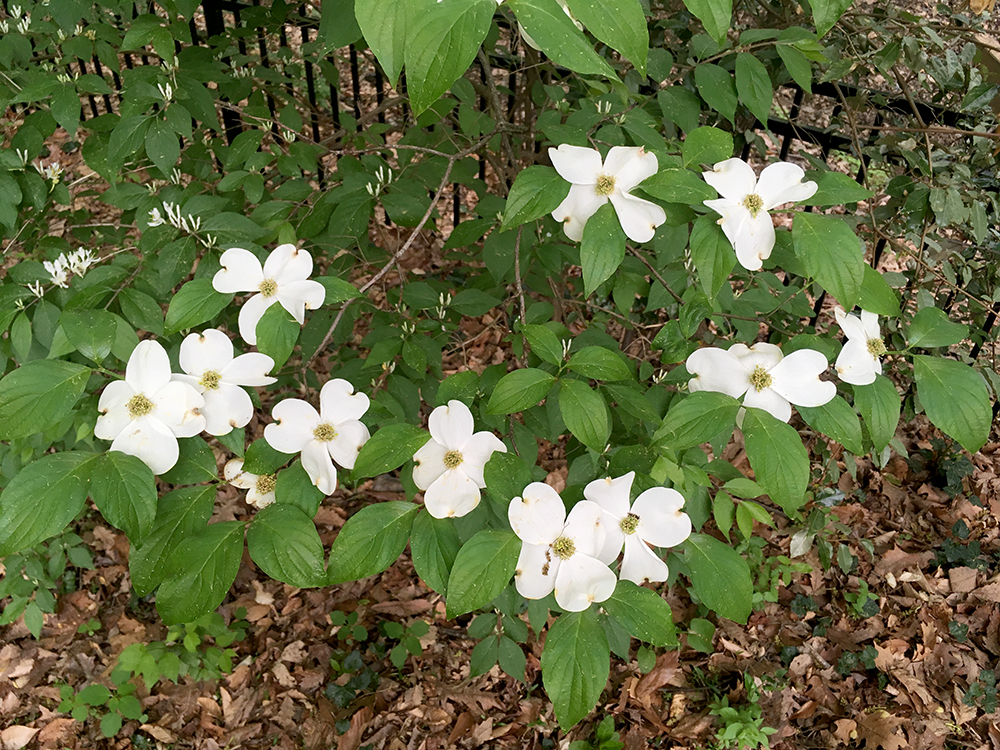 Flowering Dogwood