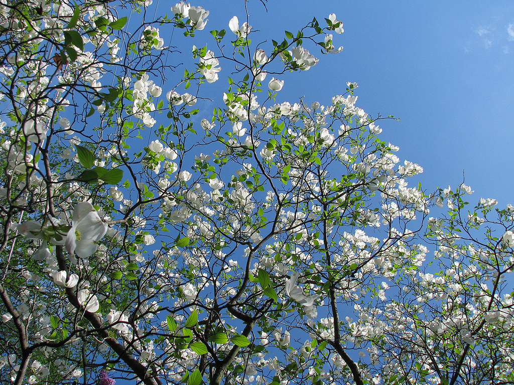 Flowering Dogwood