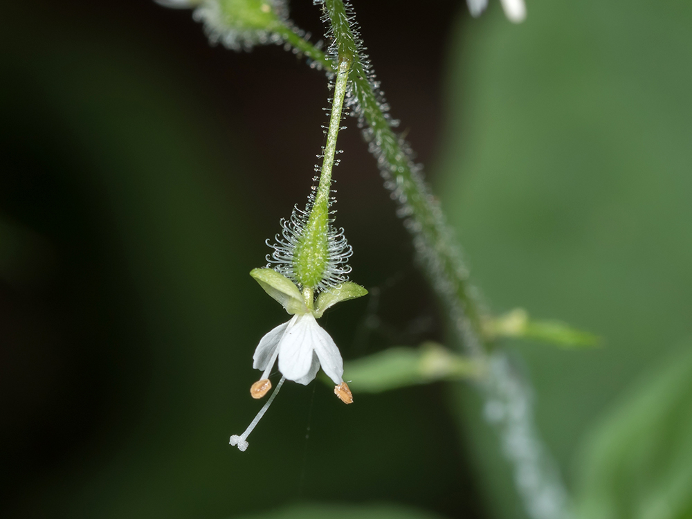 Enchanter's Nightshade