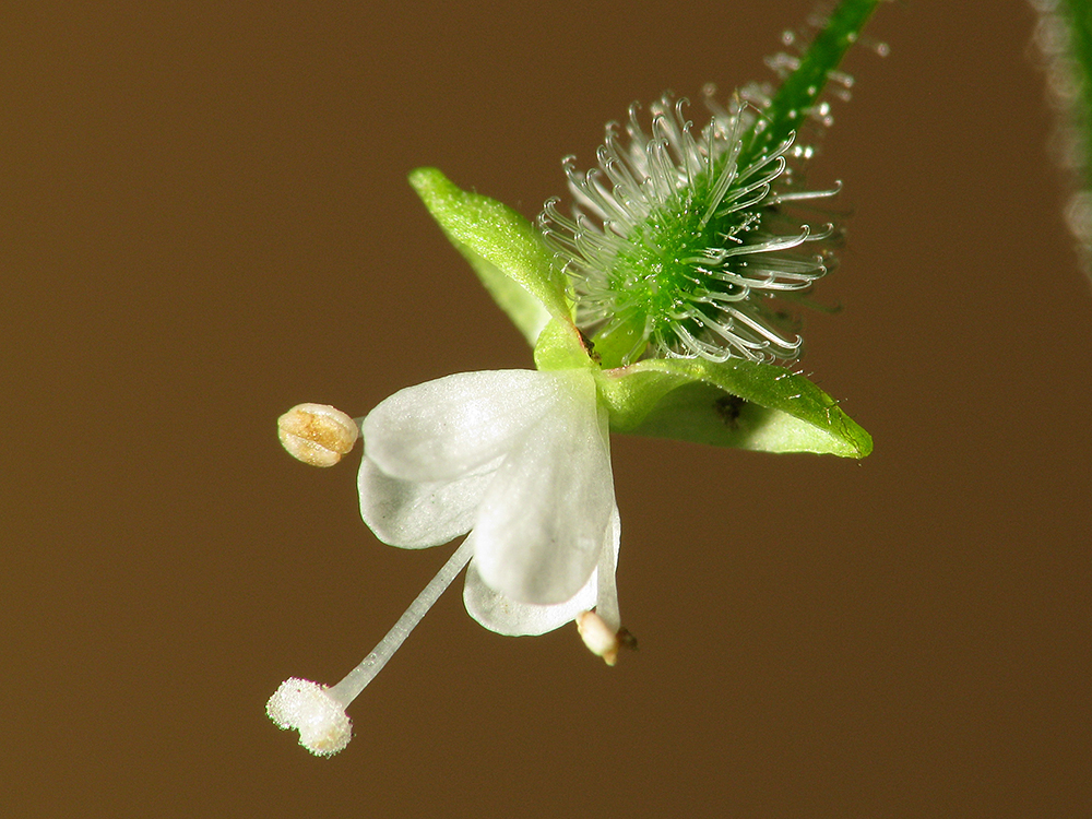 Enchanter's Nightshade