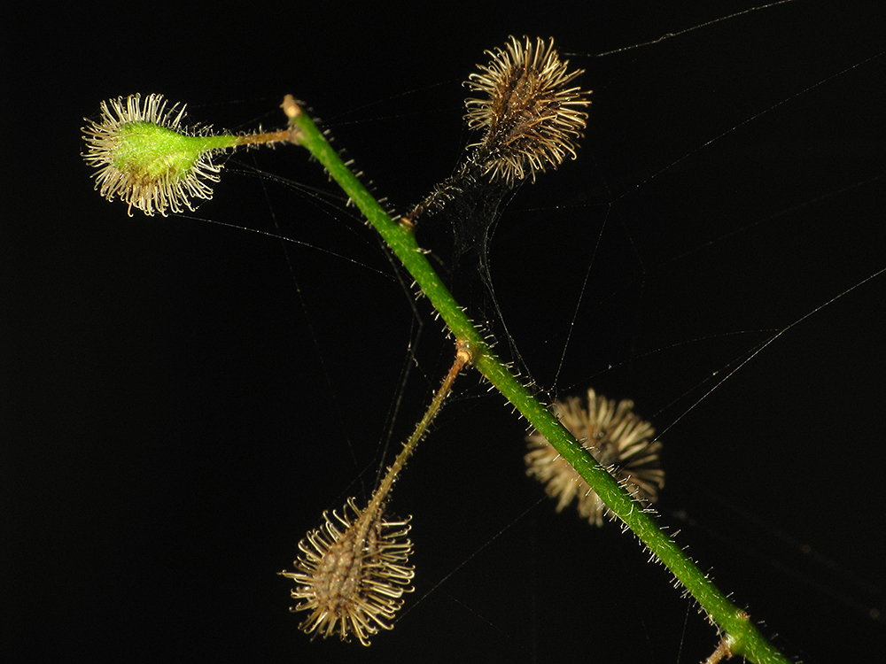 Enchanter's Nightshade