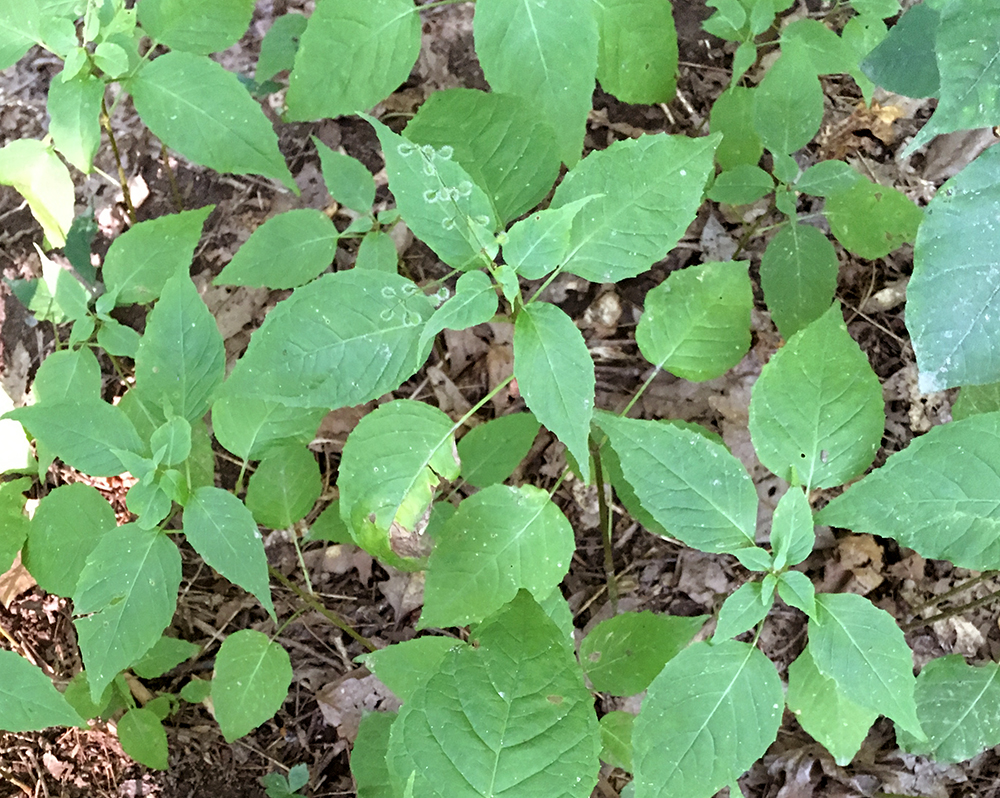 Enchanter's Nightshade