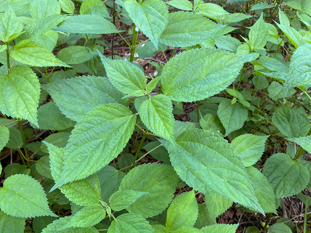 False Nettle plants