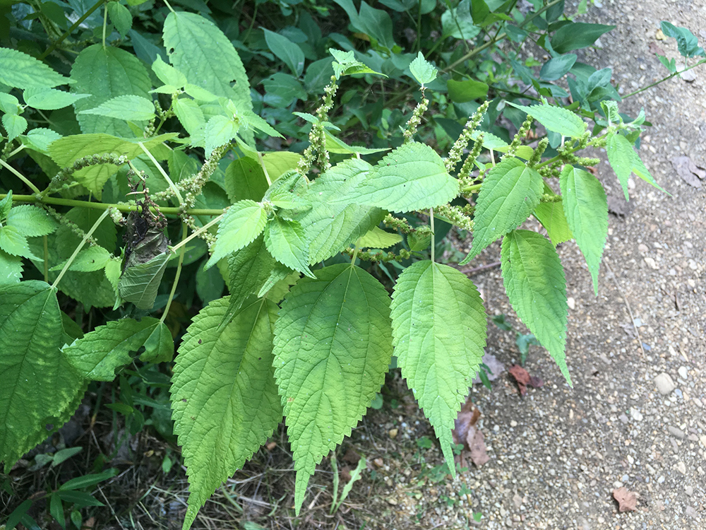 False Nettle plants in bloom