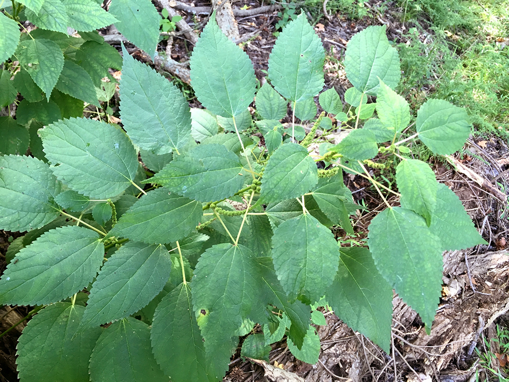 False Nettle plants in bloom