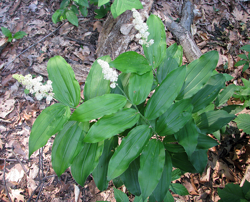 False Solomon's Seal