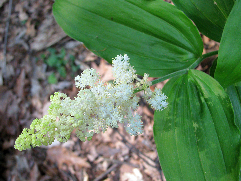 False Solomon's Seal