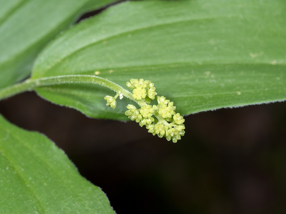 False Solomon's Seal