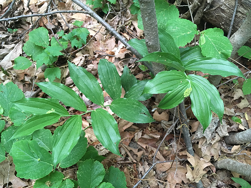 False Solomon's Seal