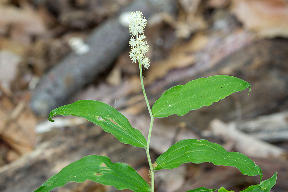 False Solomon's Seal