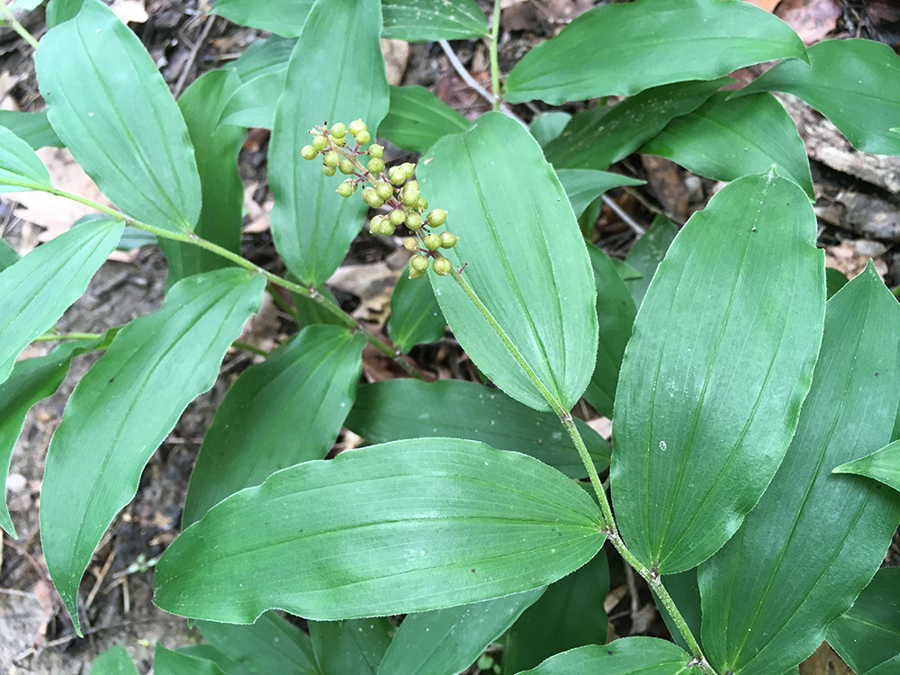 False Solomon's Seal